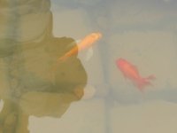 К чему снится Рыба по соннику, приснилась Рыба во сне?