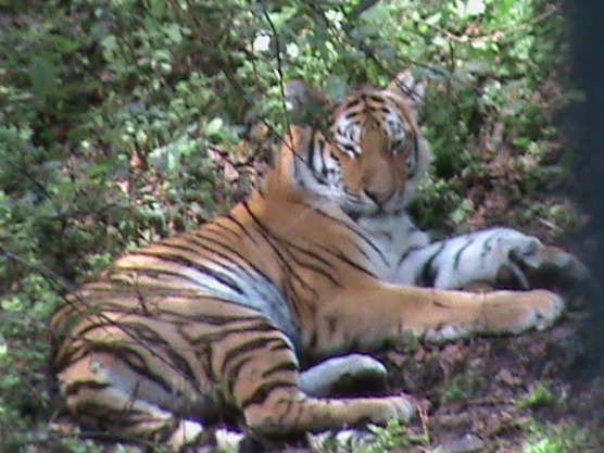 Приморский Сафари-парк - знаменитый тигр Амур