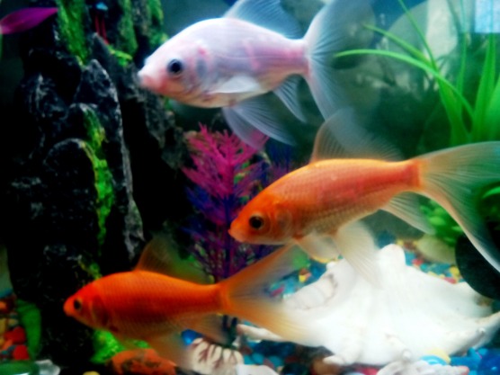 Фотографии отдыхающих в Усадьбе «38 самураев»