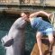 Дельфинарий в п. Ливадия