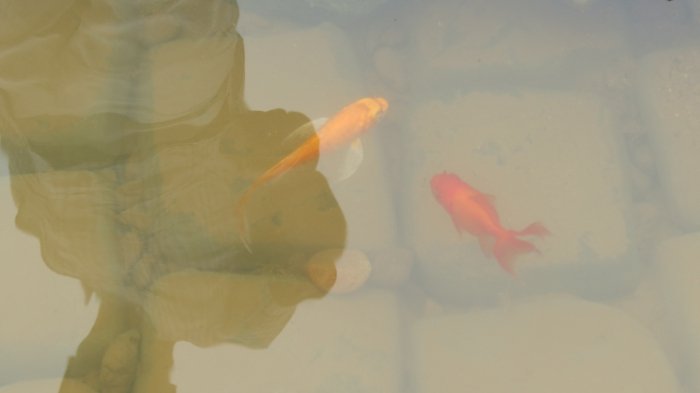Золотые рыбки в пруду 2012. Отдых в Приморье.