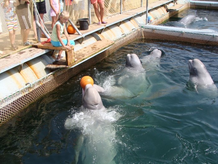 Дельфинарий в п. Ливадия 2012. Отдых в Приморье.