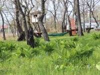 Парк и верёвочный городок